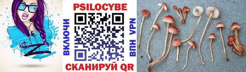 Купить где  Заполярный  Псилоцибиновые грибы мицелий 